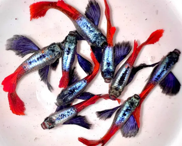 Platinum  Dumbo Ear Guppy Pair